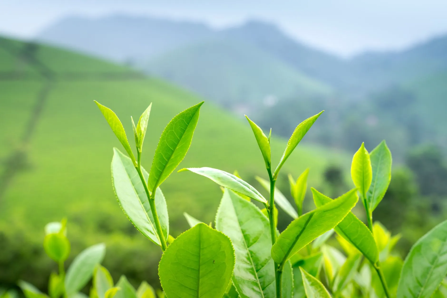 企业电子印章软件部署方案：时间戳服务器与签章系统集成